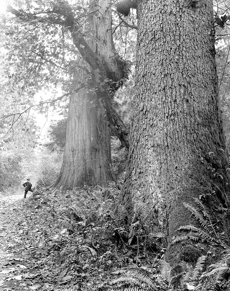 A Devastating History of Stanley Park 1 In the history of Stanley Park many of its giant trees have died from natural causes, including storms. Photo by Stephen Joseph Thompson, 1898, City of Vancouver Archives #137-64