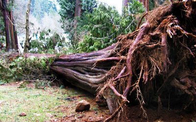 Big_tree_down