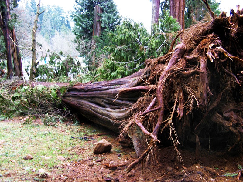 A Devastating History of Stanley Park 8 A big tree knocked down in Stanley Park by the 2006 storm.