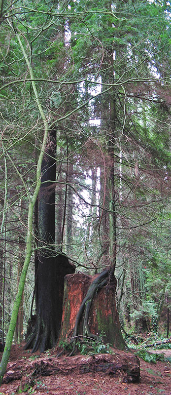 A Devastating History of Stanley Park 10 Many stumps of trees knocked down in storms can be seen in Stanley Park with younger trees growing out of them.