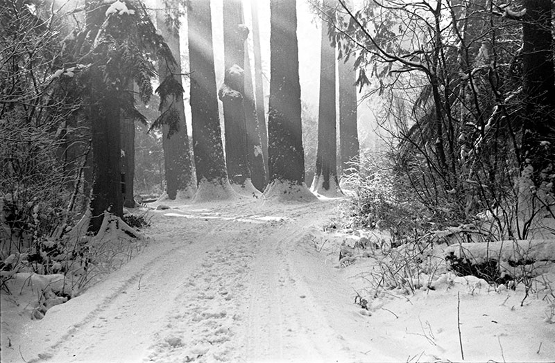 A Devastating History of Stanley Park 6 The Seven Sisters, a cluster of large trees that were once a landmark in Stanley Park. Park staff tried to preserve them but they died and had to be removed for safety reasons in the 1950s. Photo by James Crookall, City of Vancouver Archives #260-581