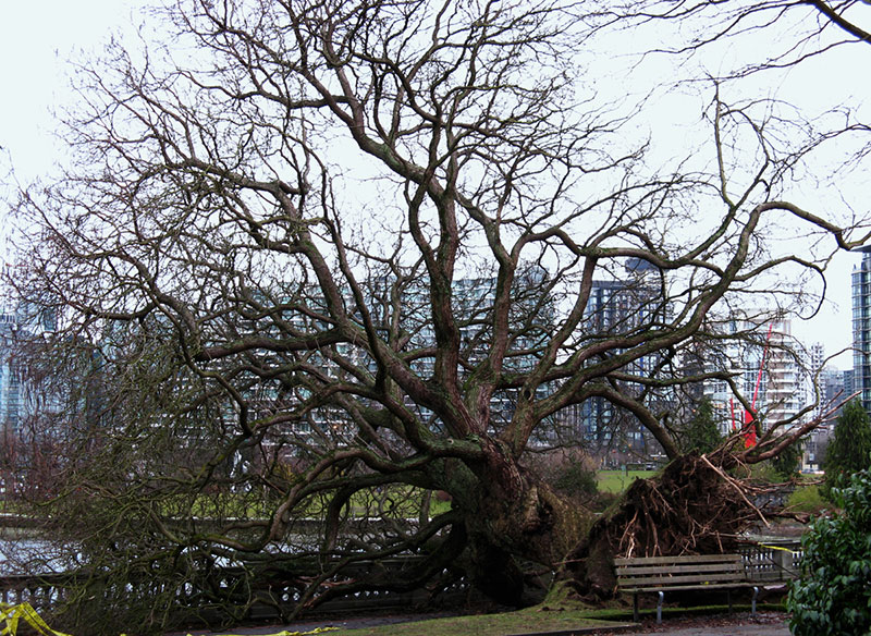 A Devastating History of Stanley Park 9 A large tree uprooted in Stanley Park by the 2006 storm. This one was left for children to climb on.