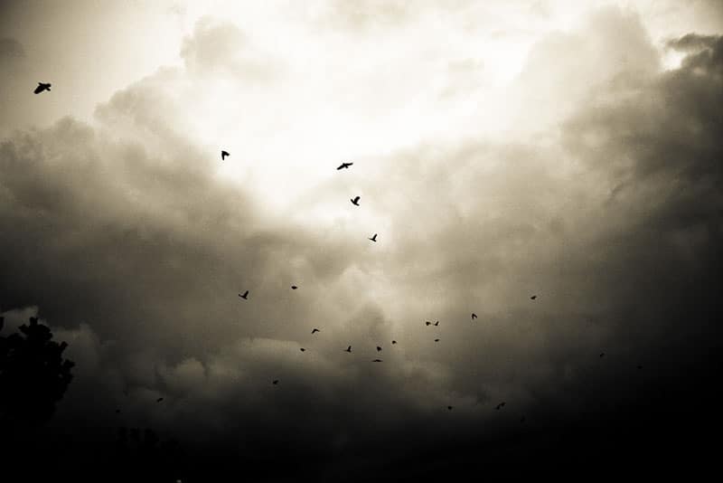 5 Secret Stories from Stanley Park 7 Crows on their daily commute over Vancouver. Photo from Flickr user Kenny Louie, cc by 2.0.